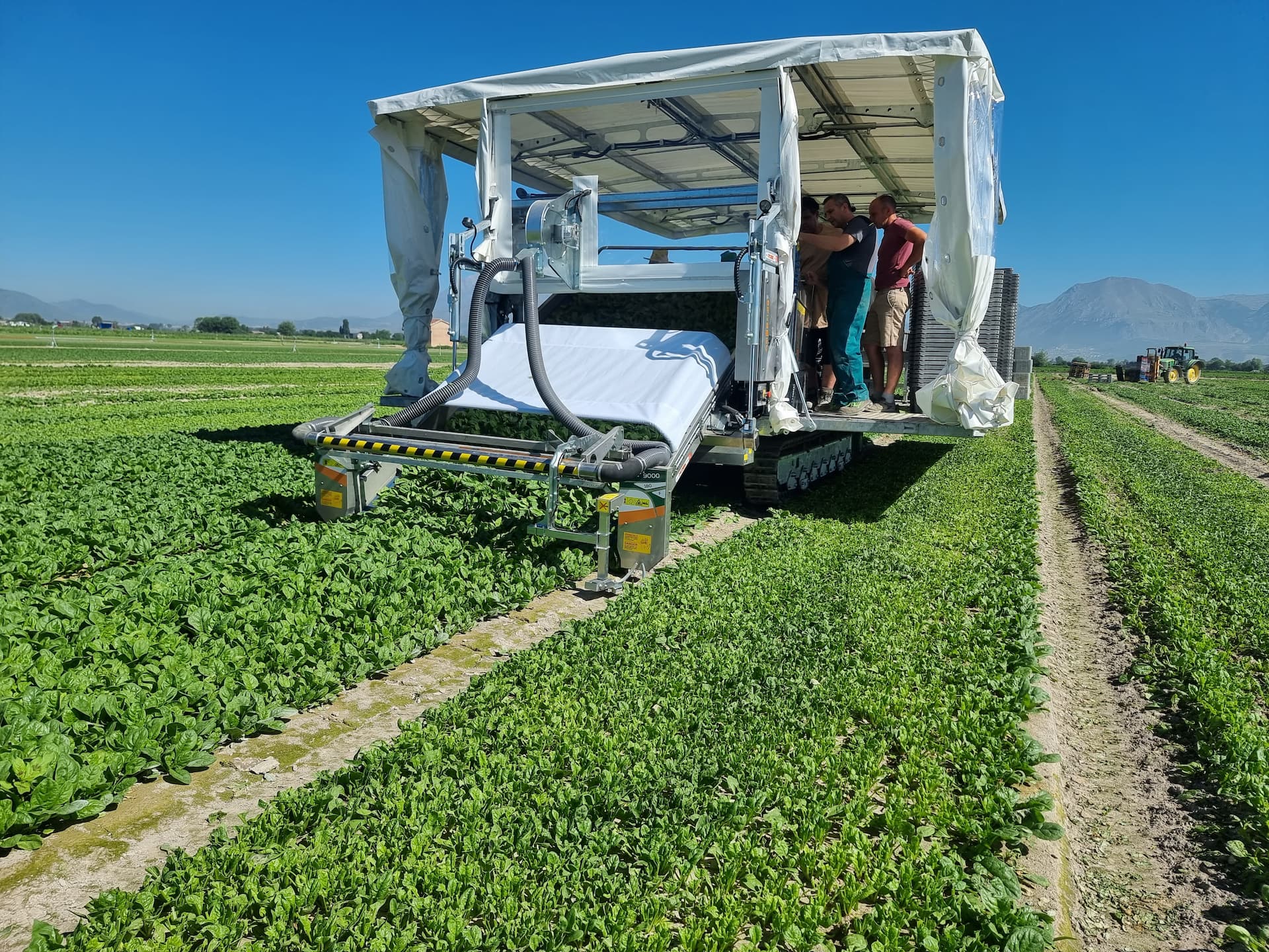 9000 FOGLIA - RACCOLTA SPINACIO