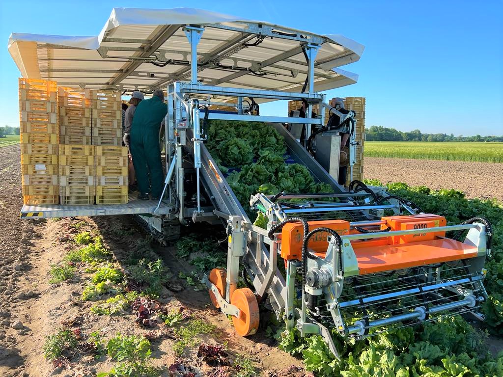 9000 LATTUGA RACCOLTA ICEBERG