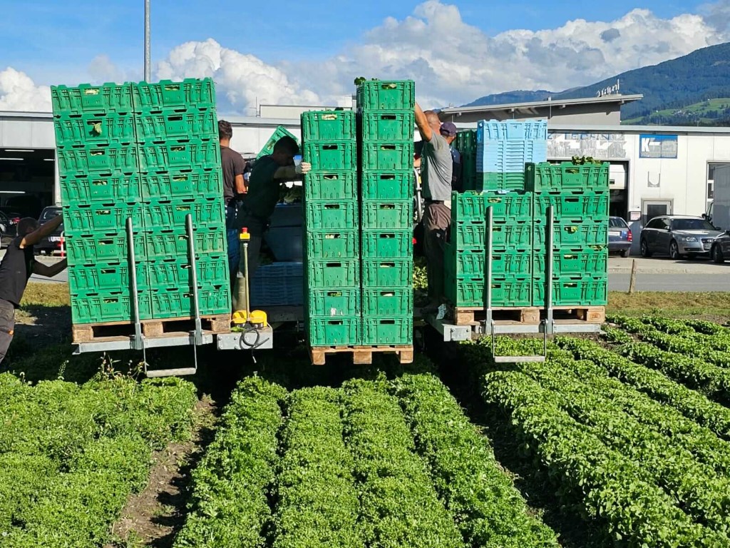 COSECHADORA 8300 160 ENSALADA (USADO) - 6P - Imagen 3